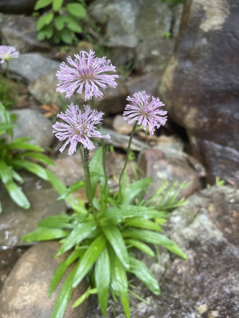 Marshallia pulchra photo 2