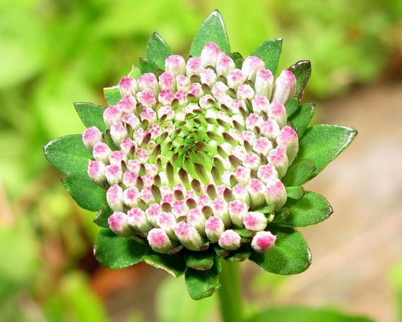 Marshallia pulchra photo 3