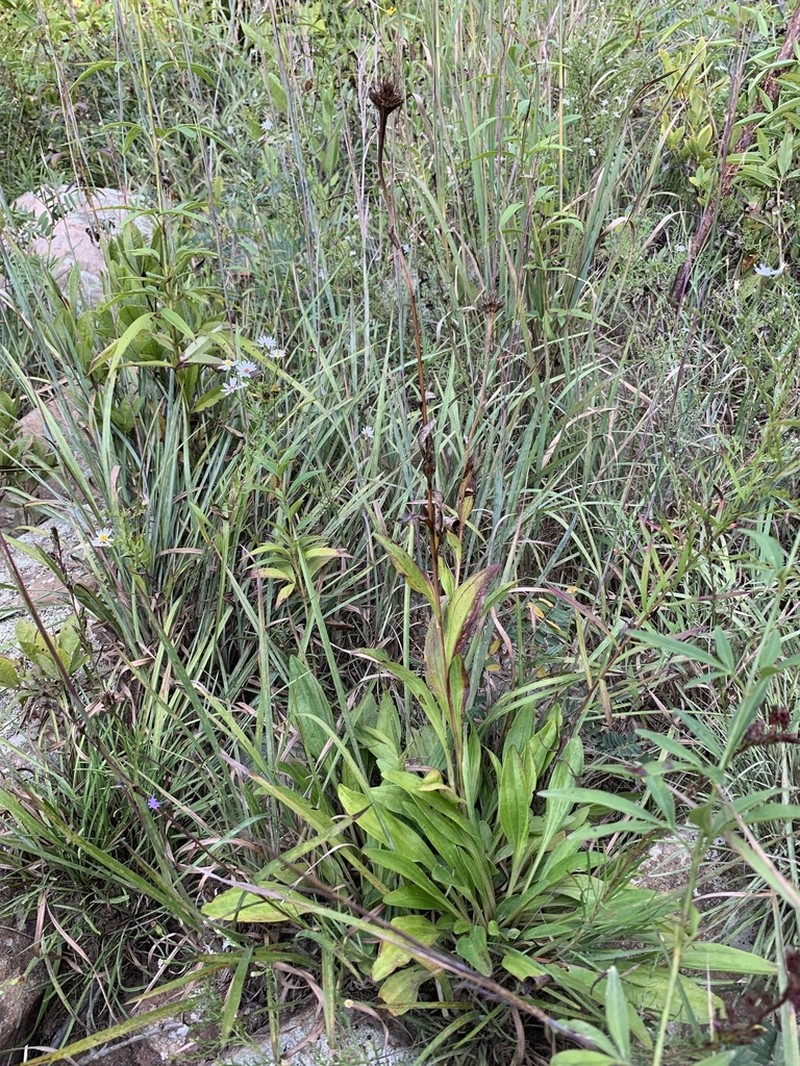 Marshallia pulchra photo 7