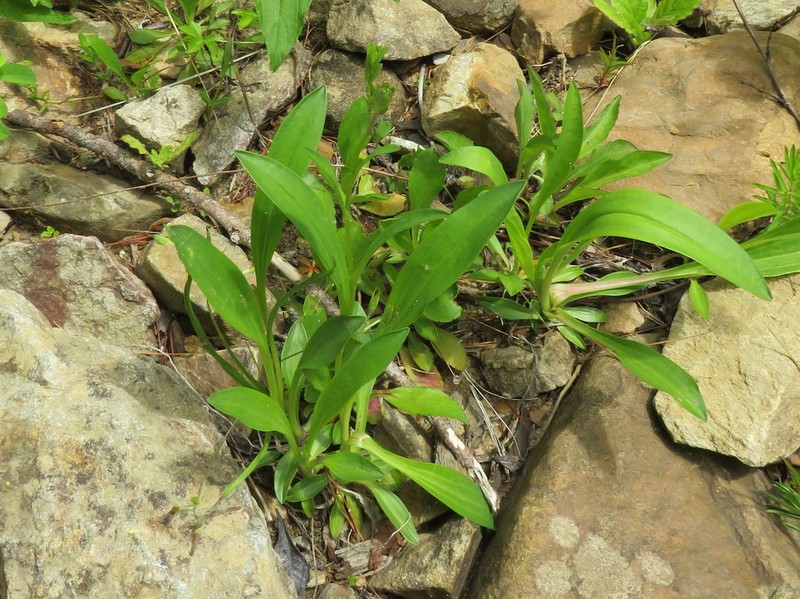 Marshallia pulchra photo 8