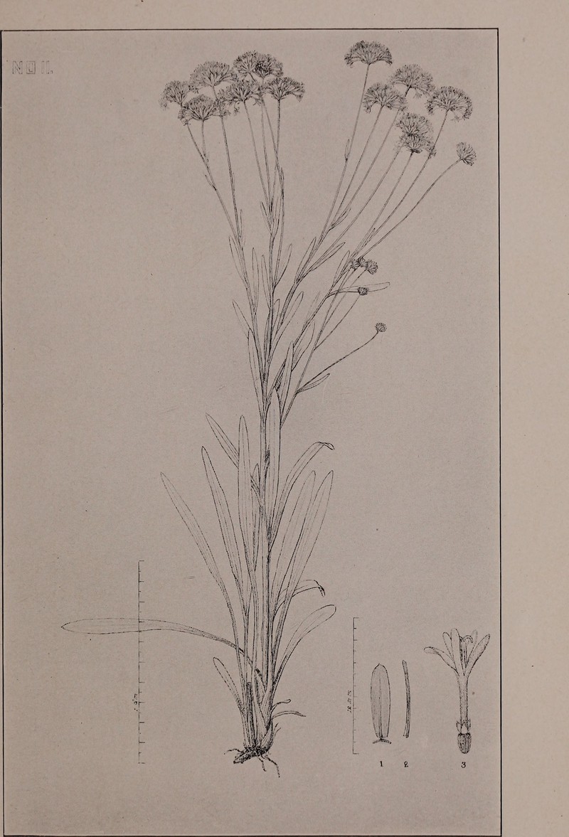 Southern Barbara'S Buttons