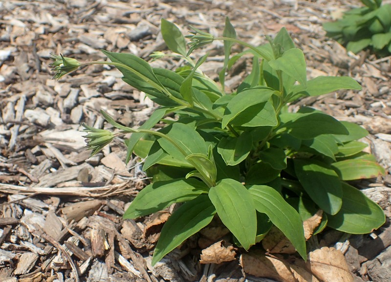 Broadleaf Barbara's Buttons