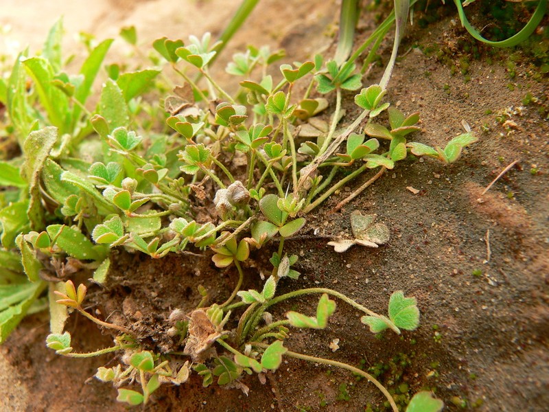 Marsilea aegyptiaca