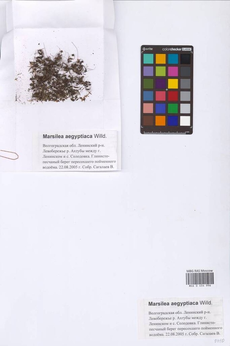 Marsilea aegyptiaca photo 2