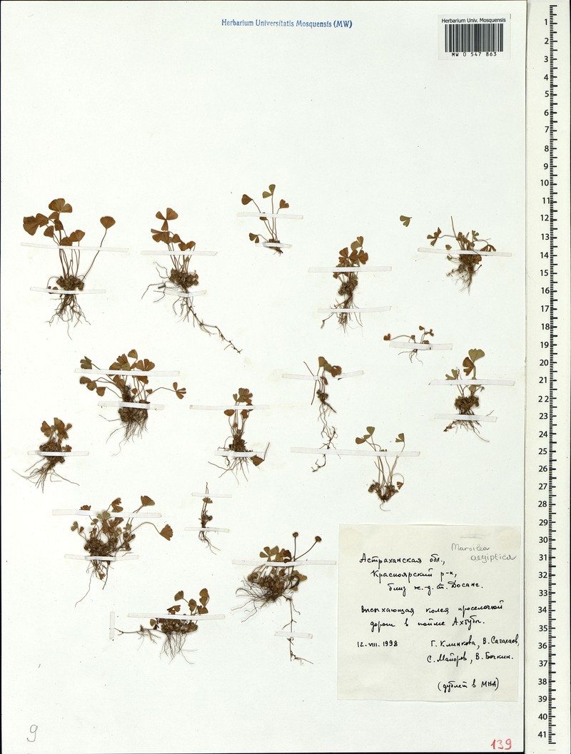 Marsilea aegyptiaca photo 7