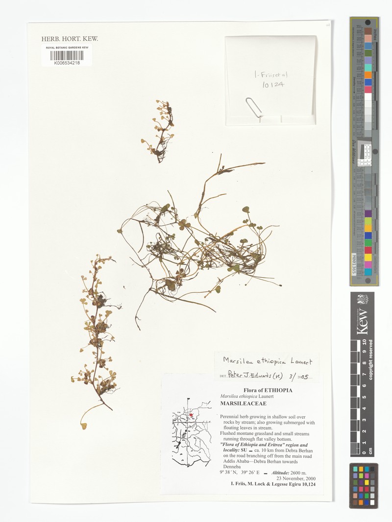 Marsilea aethiopica photo 2