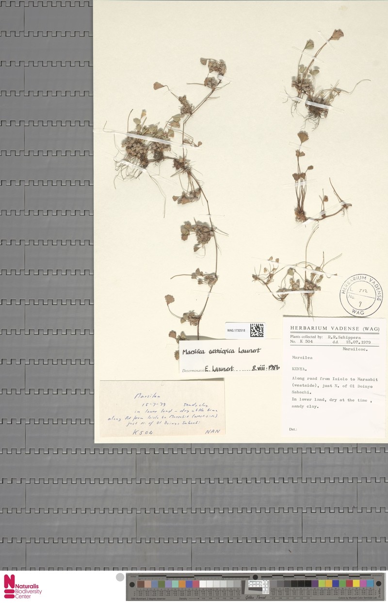 Marsilea aethiopica photo 3