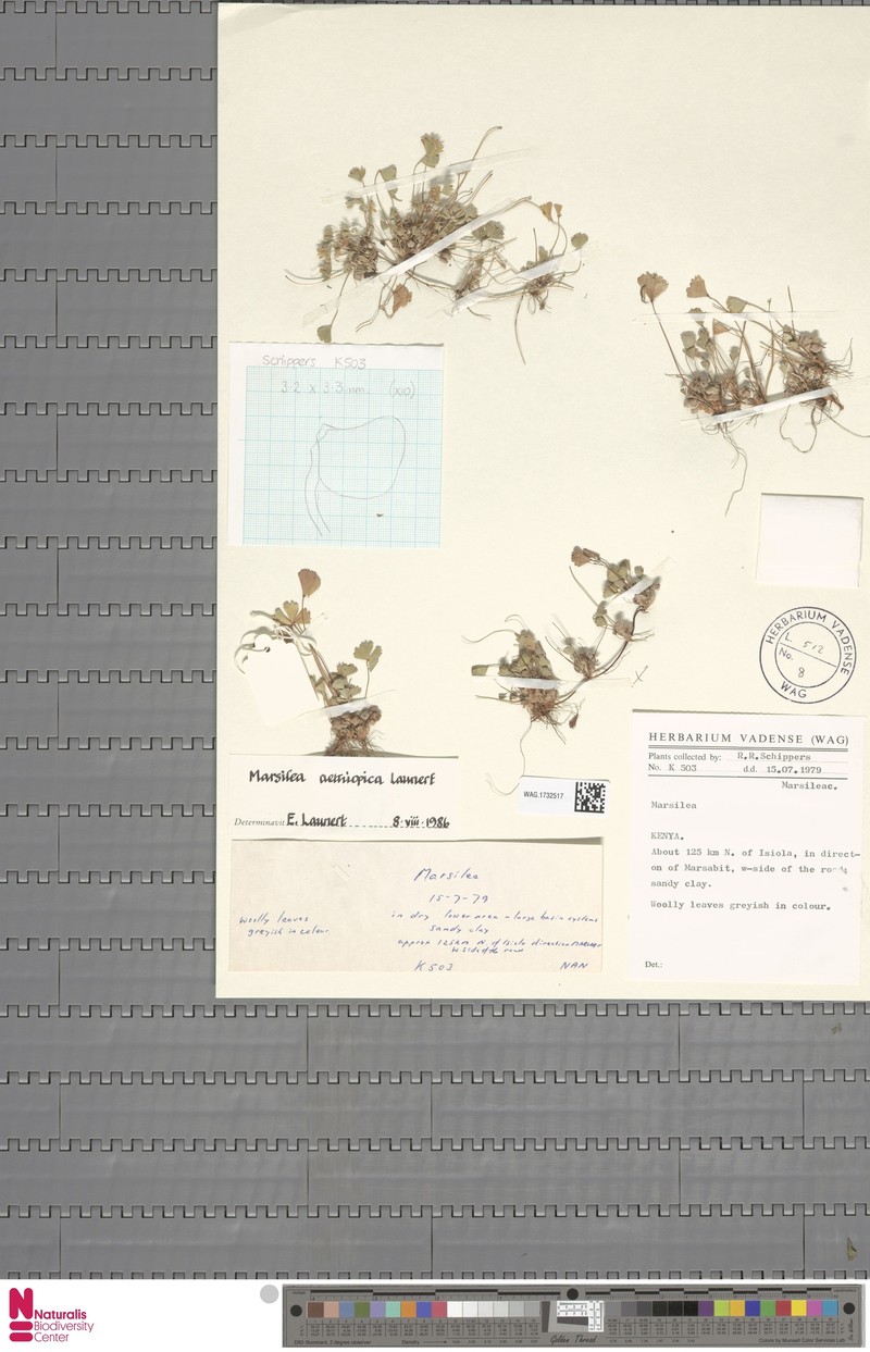 Marsilea aethiopica photo 4