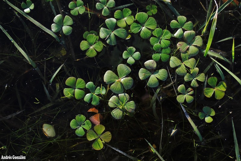 Tropical Waterclover