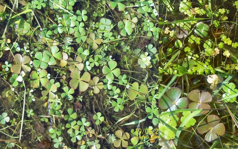Tropical Waterclover photo 2