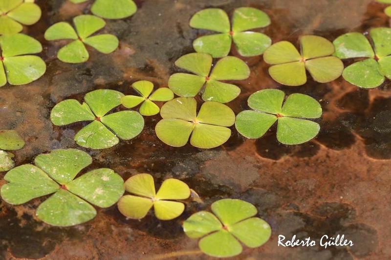 Tropical Waterclover