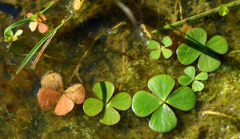 Tropical Waterclover photo 2