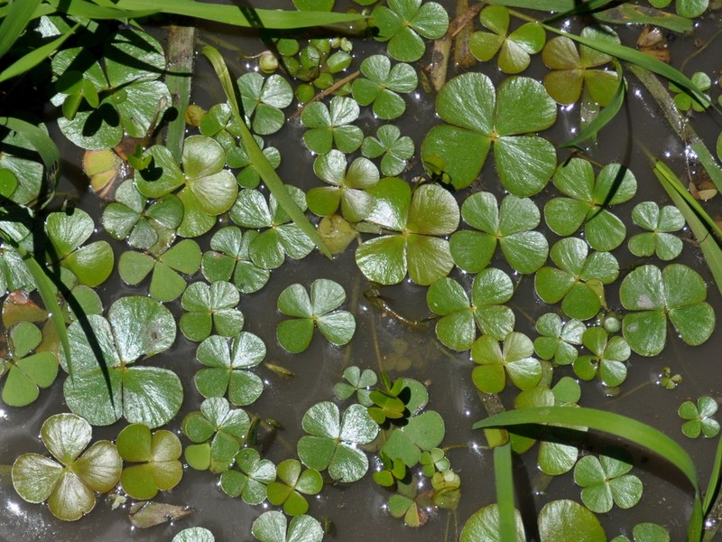 Tropical Waterclover photo 3