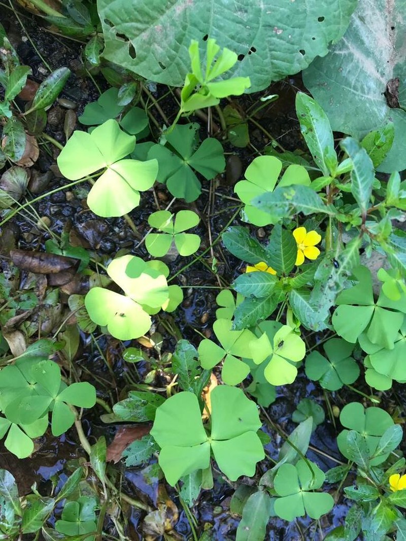 Tropical Waterclover photo 4