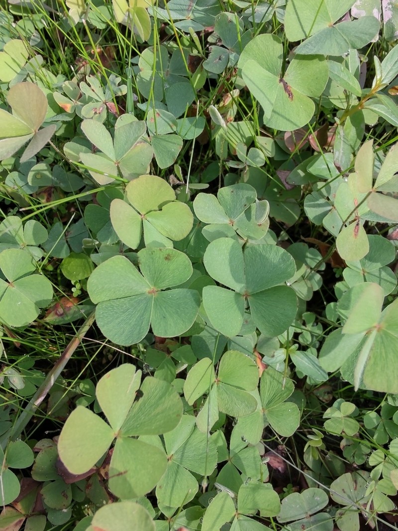 Tropical Waterclover photo 5