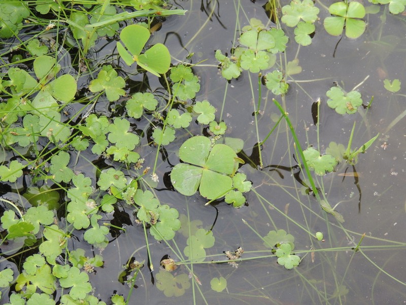 Tropical Waterclover photo 6