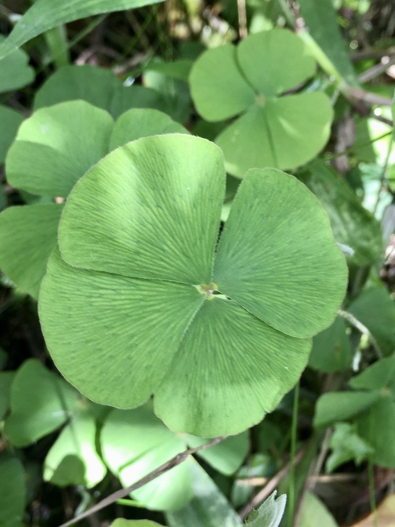 Tropical Waterclover photo 7