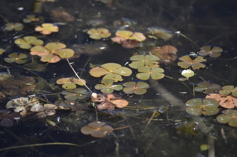 Tropical Waterclover photo 8