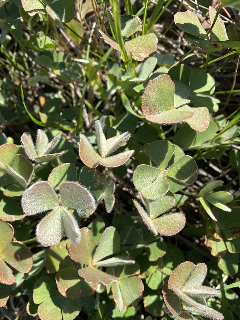 Marsilea angustifolia