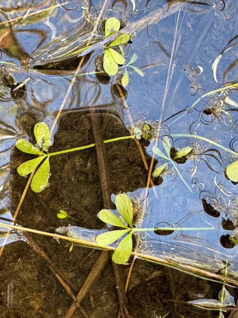 Marsilea angustifolia photo 2