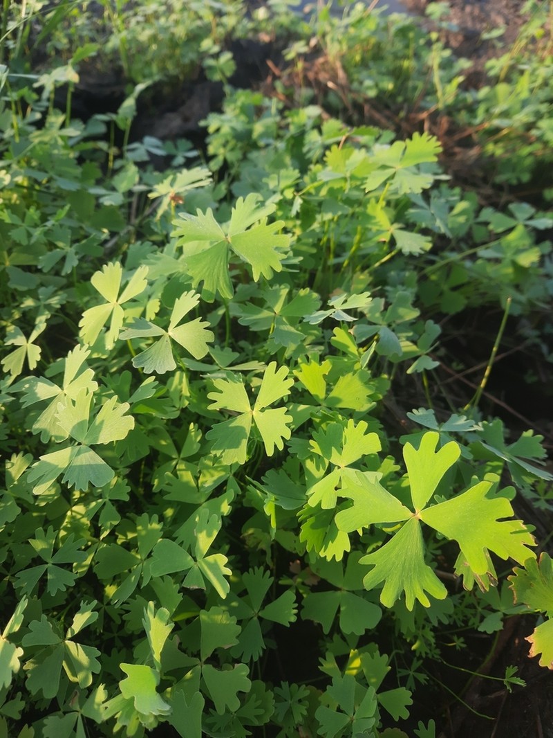 Marsilea apposita