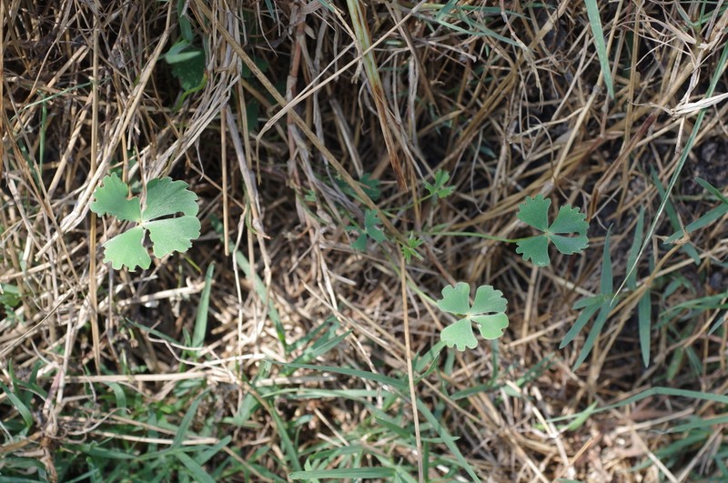 Marsilea apposita photo 2