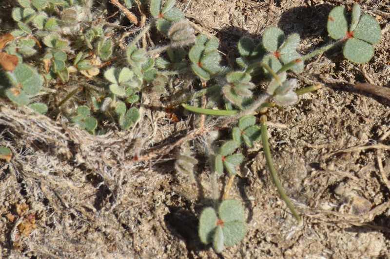 Marsilea batardae