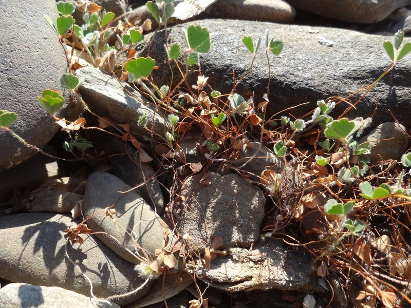 Marsilea batardae photo 2