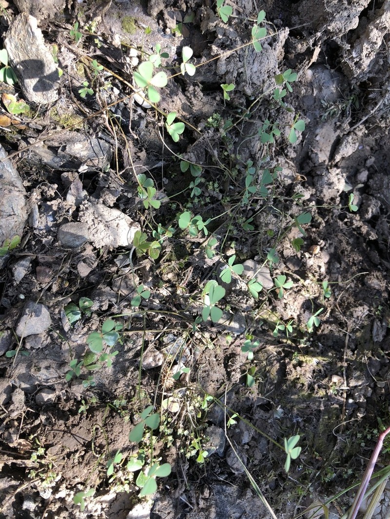 Marsilea batardae photo 3