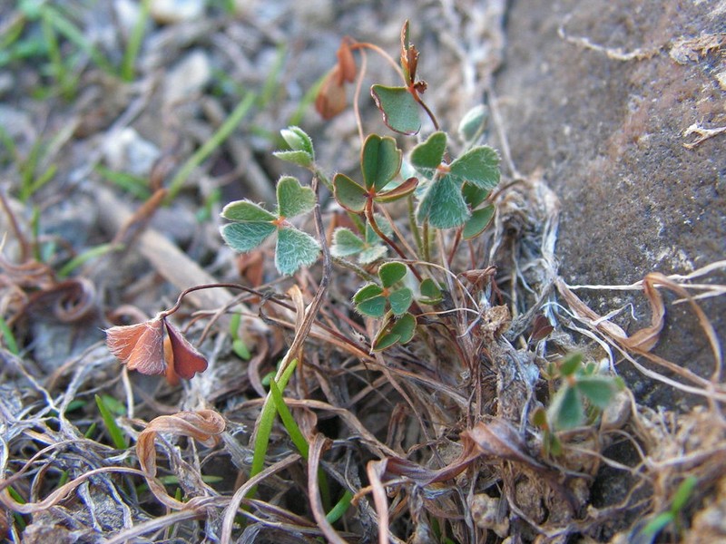 Marsilea batardae photo 4