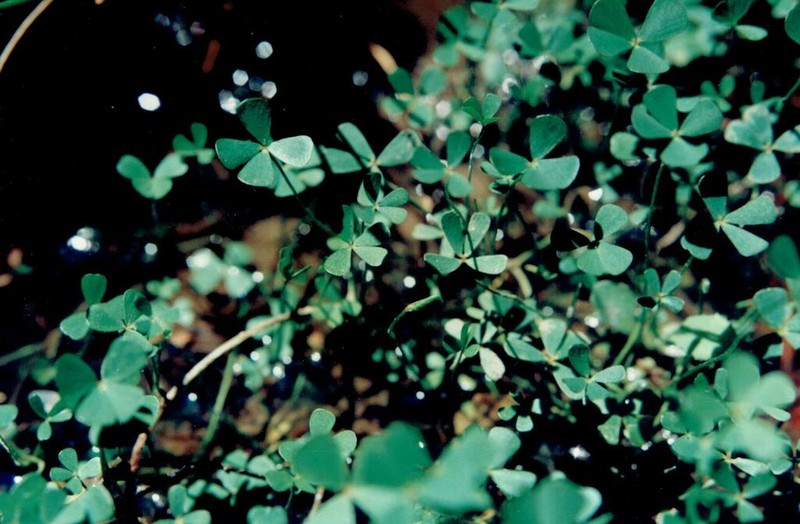 Marsilea batardae photo 5