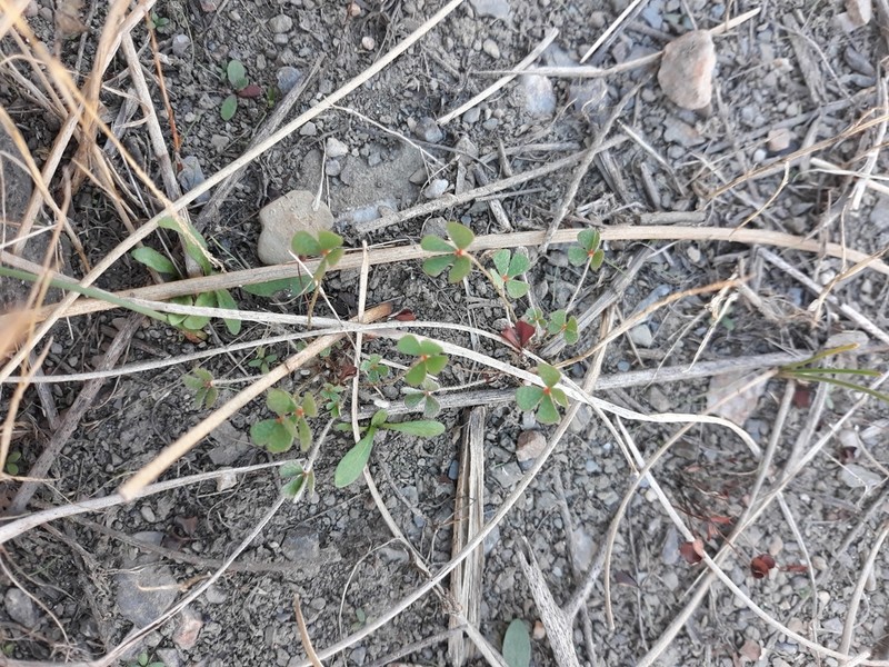 Marsilea batardae photo 6