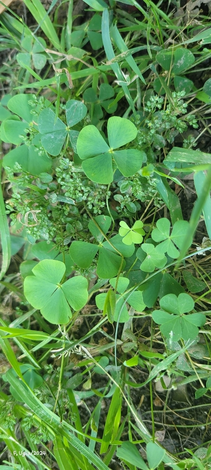 Marsilea batardae photo 7