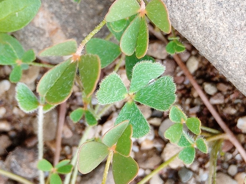 Marsilea batardae photo 8