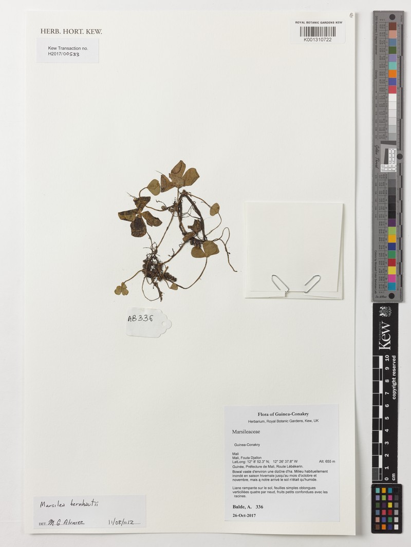 Marsilea berhautii photo 2