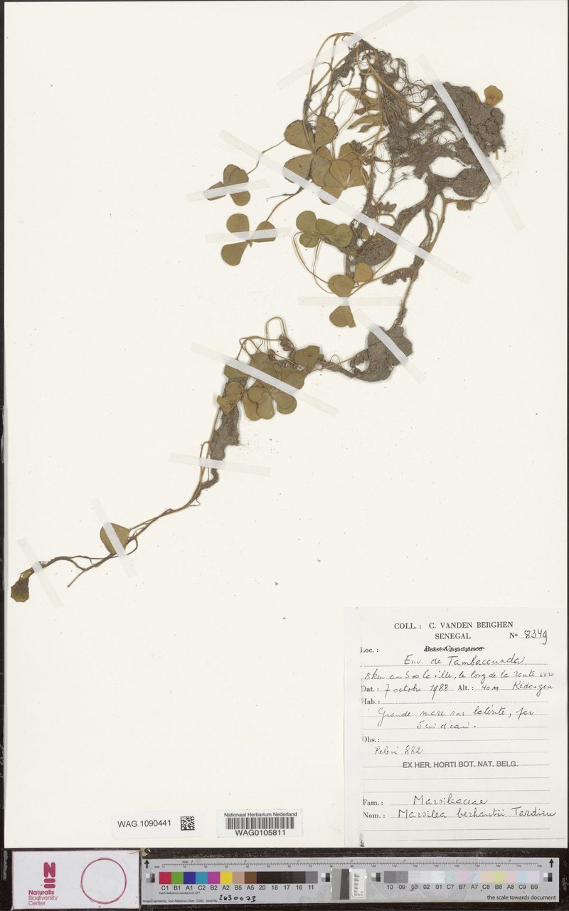 Marsilea berhautii photo 3