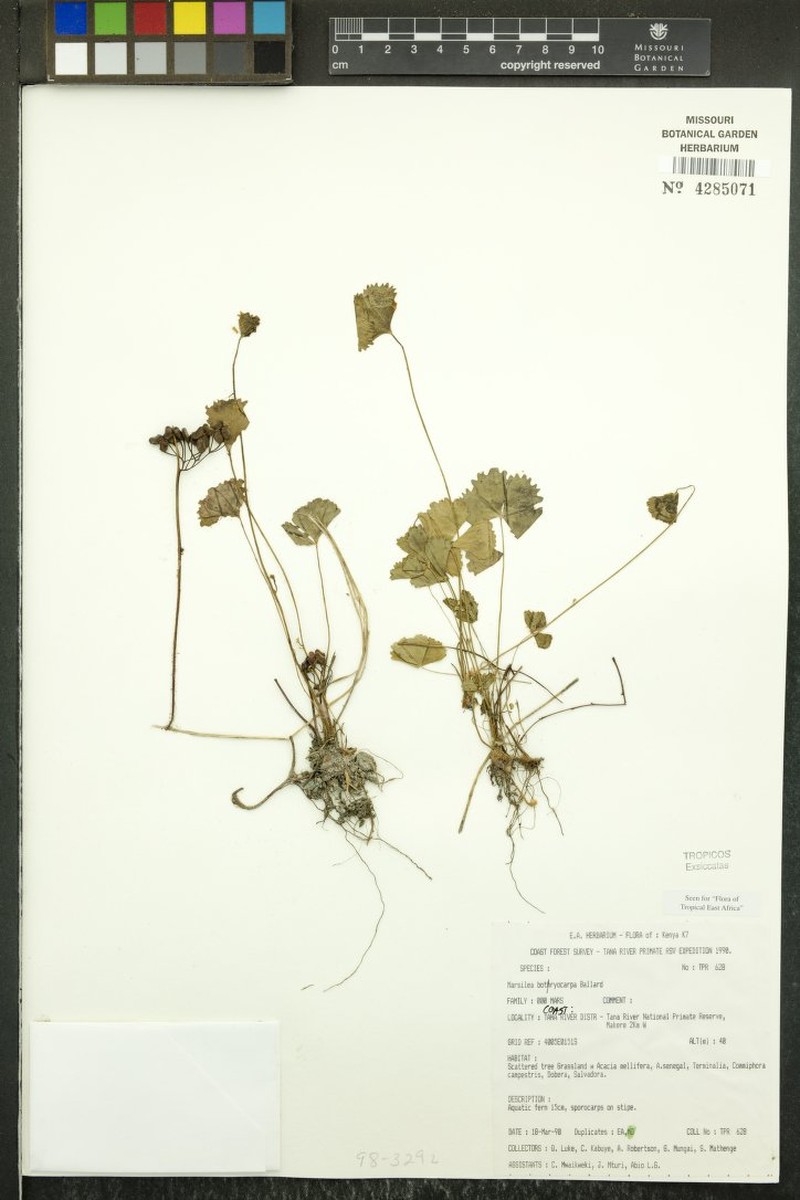 Marsilea botryocarpa