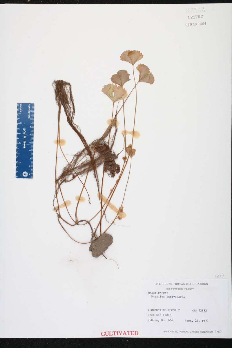 Marsilea botryocarpa photo 2