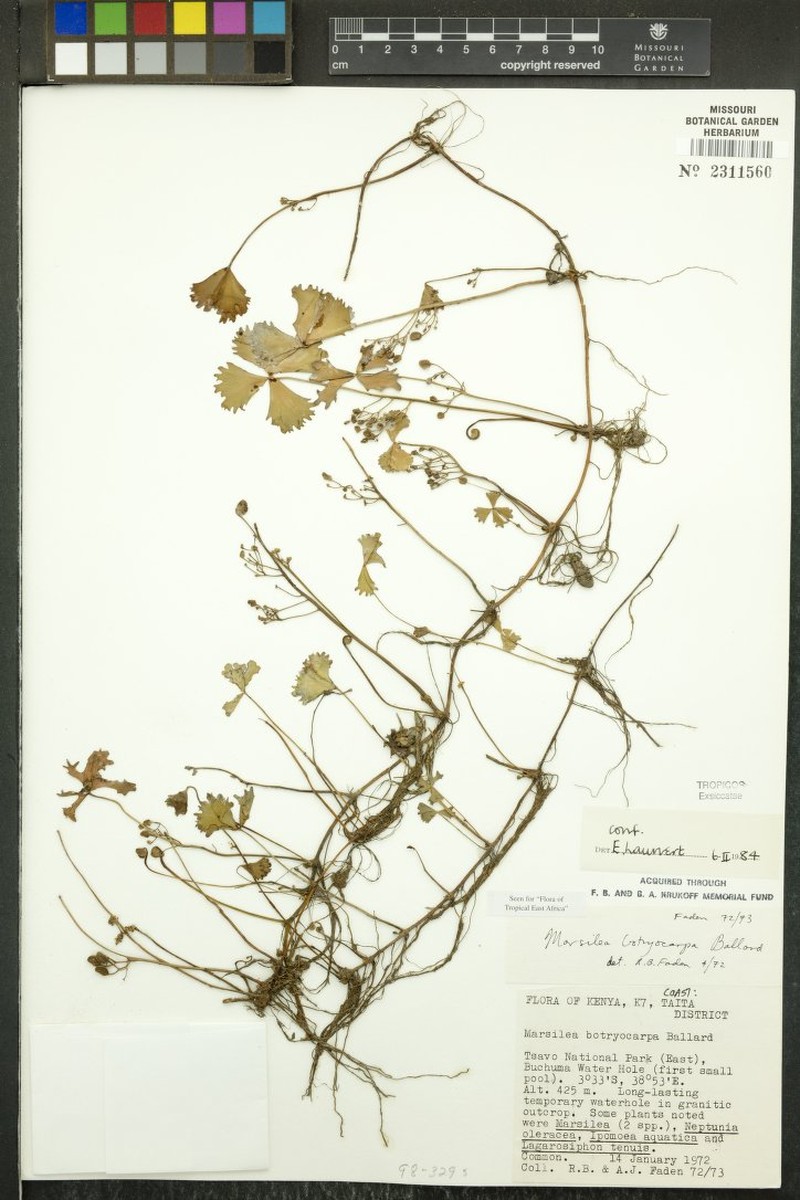 Marsilea botryocarpa photo 3