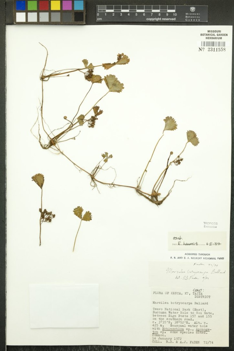 Marsilea botryocarpa photo 4