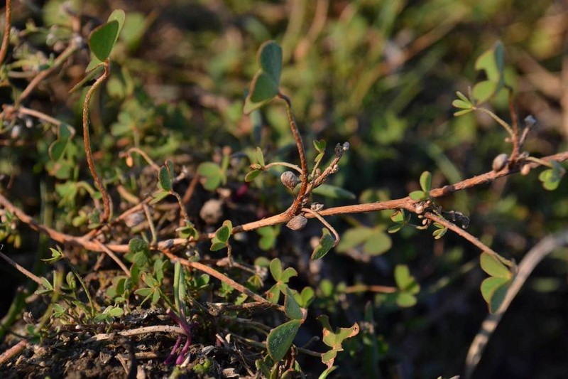 Marsilea burchellii