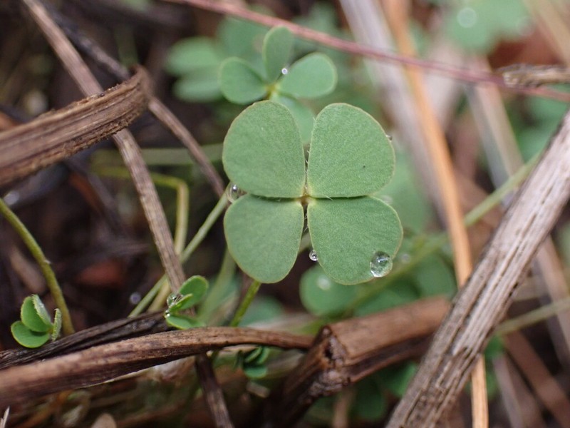 Marsilea burchellii photo 2