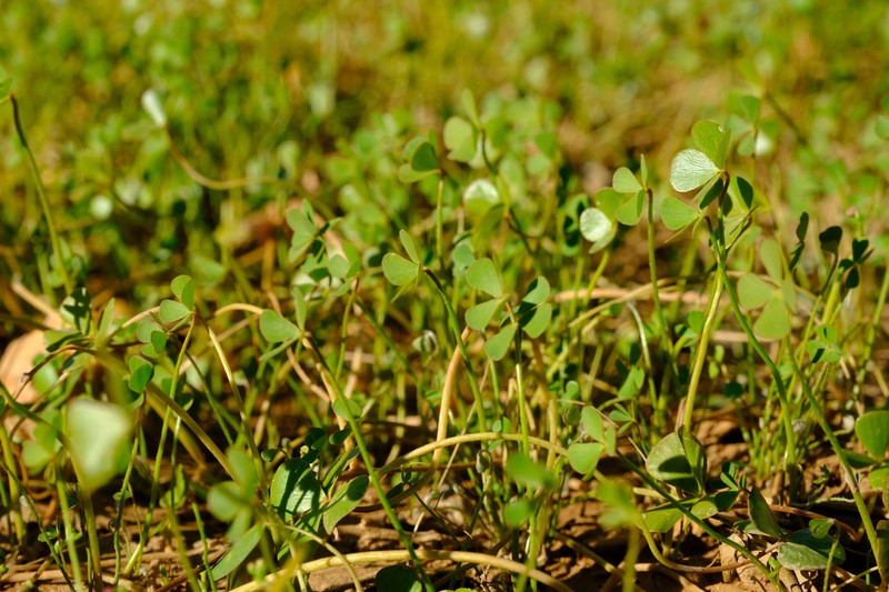 Marsilea burchellii photo 3