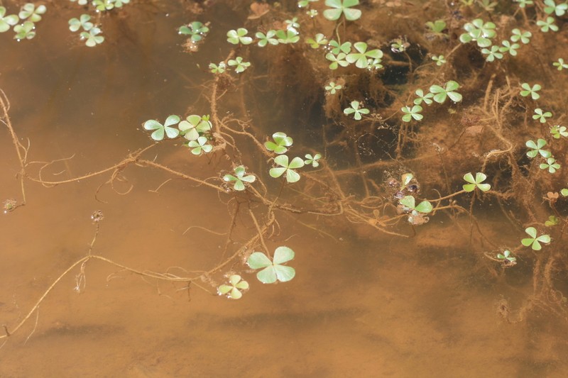 Marsilea burchellii photo 5