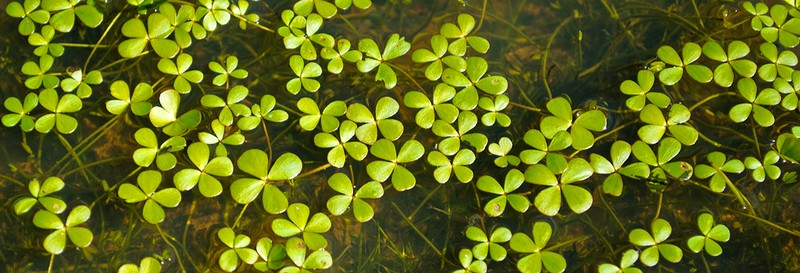 Marsilea burchellii photo 6