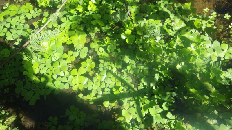 Marsilea coromandelina