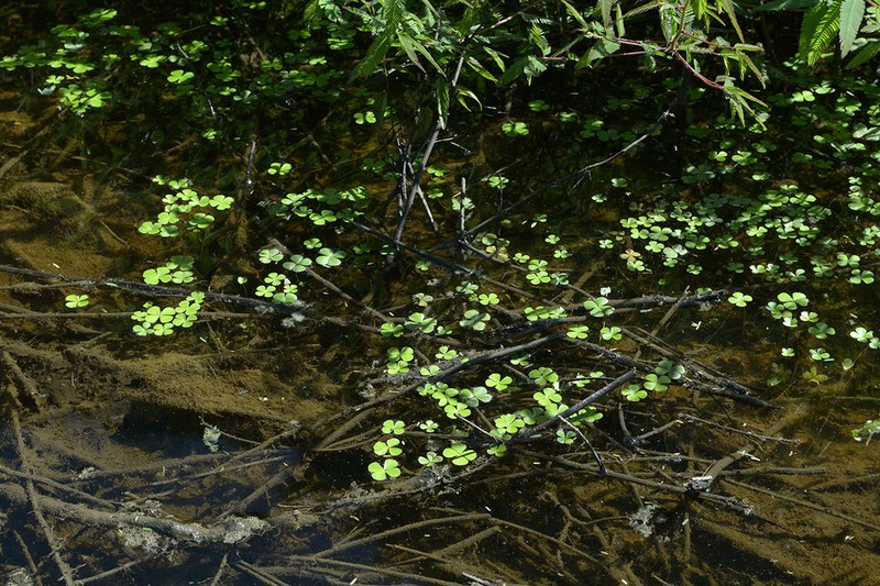 Marsilea coromandelina photo 2