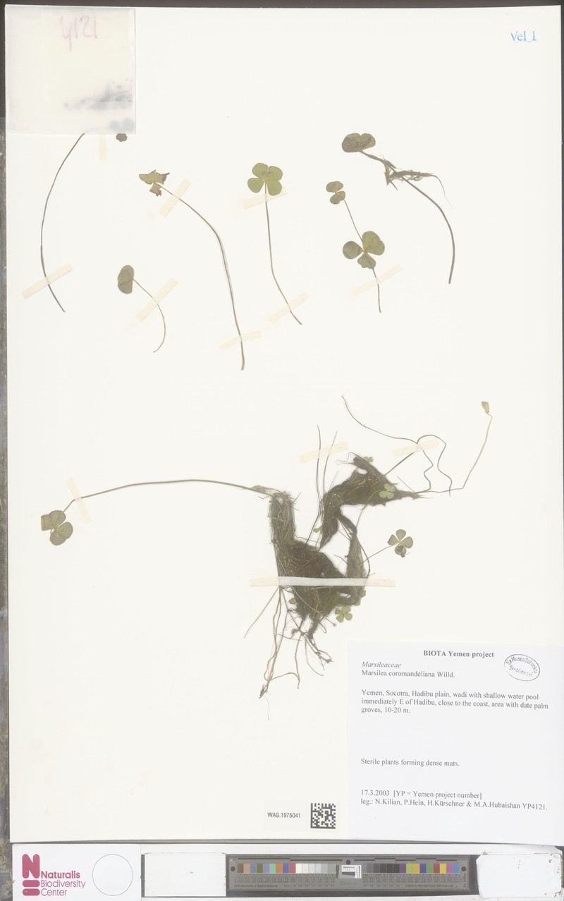Marsilea coromandelina photo 3