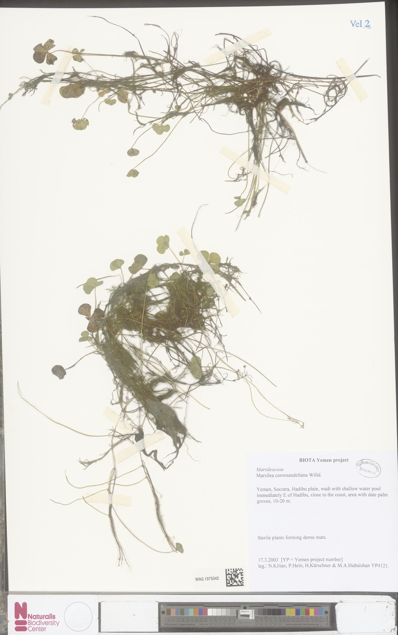 Marsilea coromandelina photo 4