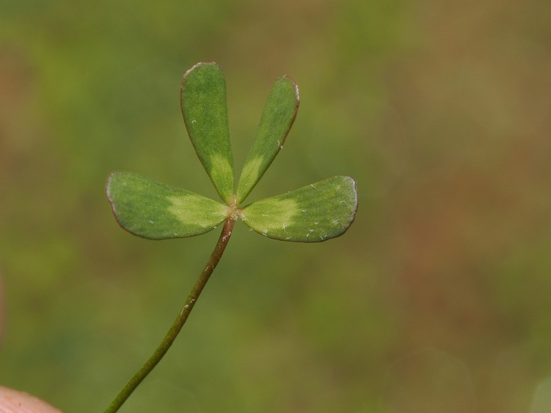 Marsilea costulifera photo 2